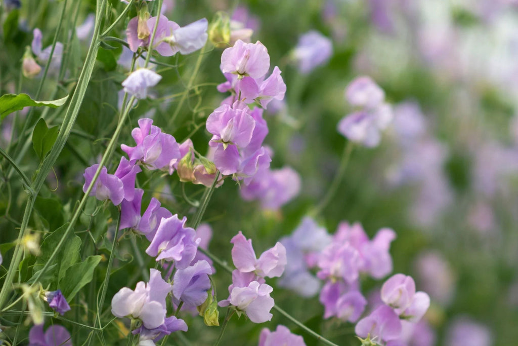 Royal Lavender Sweet Pea Seeds – Fragrant Climbing Vine, 80 Days, Pollinator-Friendly