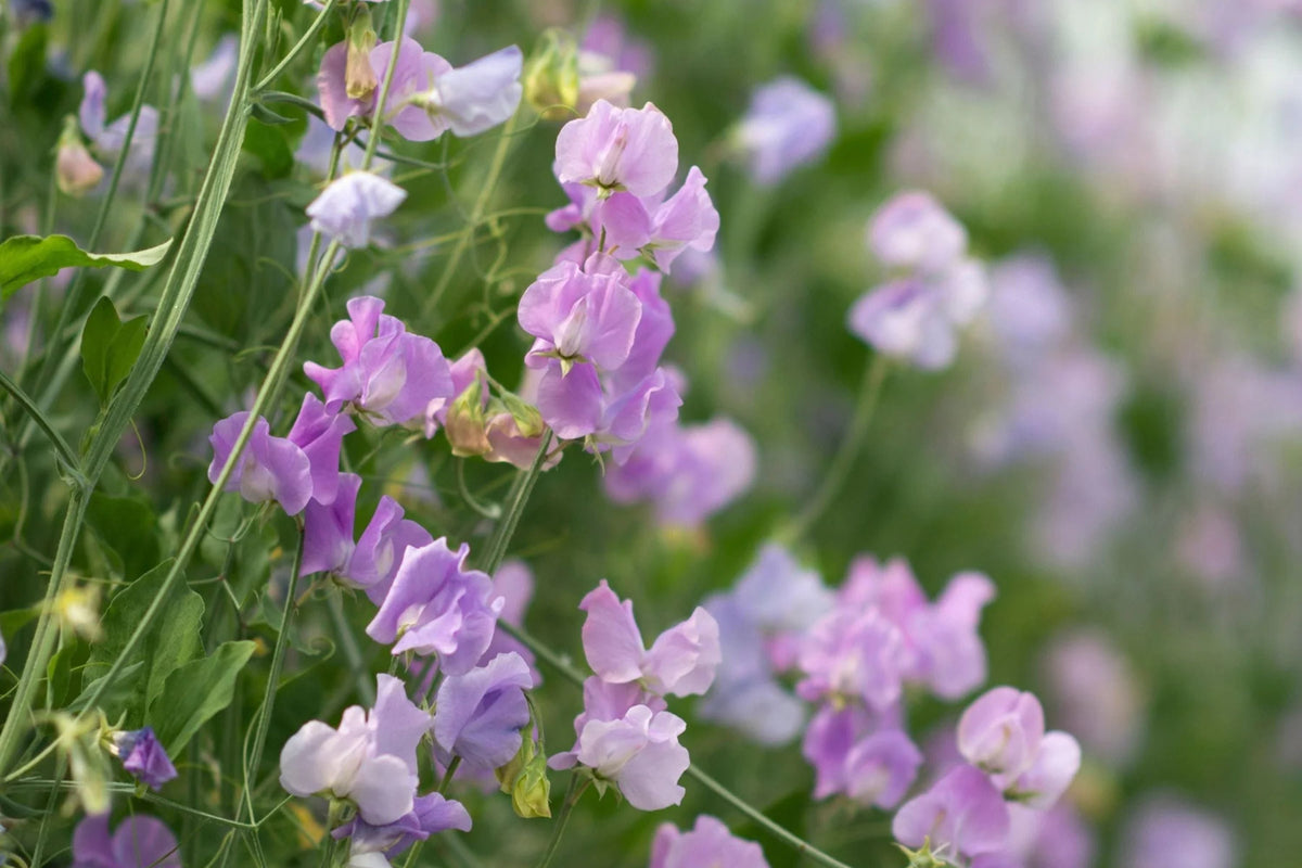 Royal Lavender Sweet Pea Seeds – Fragrant Climbing Vine, 80 Days, Pollinator-Friendly