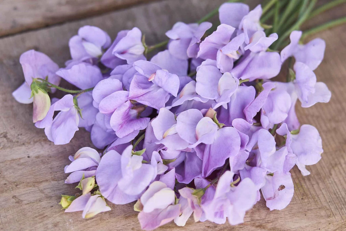 Royal Lavender Sweet Pea Seeds – Fragrant Climbing Vine, 80 Days, Pollinator-Friendly