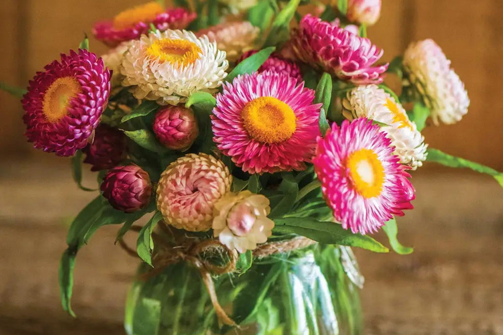 Tom Thumb Mix Strawflower Seeds - Dwarf Everlasting Blooms, Helichrysum bracteatum, 12-15" tall, Direct Sow
