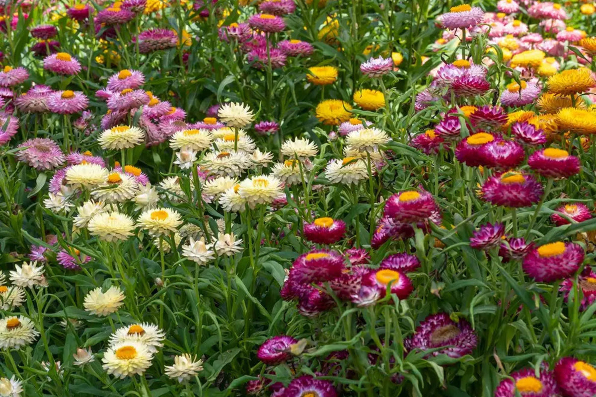 Tom Thumb Mix Strawflower Seeds - Dwarf Everlasting Blooms, Helichrysum bracteatum, 12-15" tall, Direct Sow