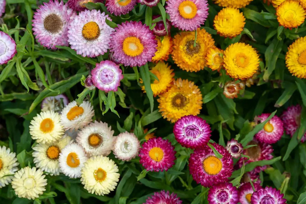Tom Thumb Mix Strawflower Seeds - Dwarf Everlasting Blooms, Helichrysum bracteatum, 12-15" tall, Direct Sow