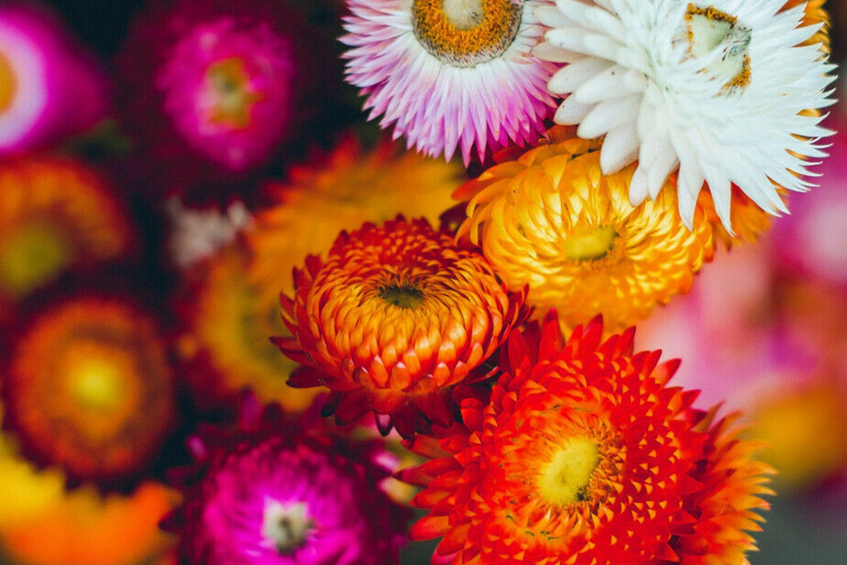 Swiss Giant Mix Strawflower Seeds | Helichrysum bracteatum | Heat-Tolerant Cut & Dried Flowers