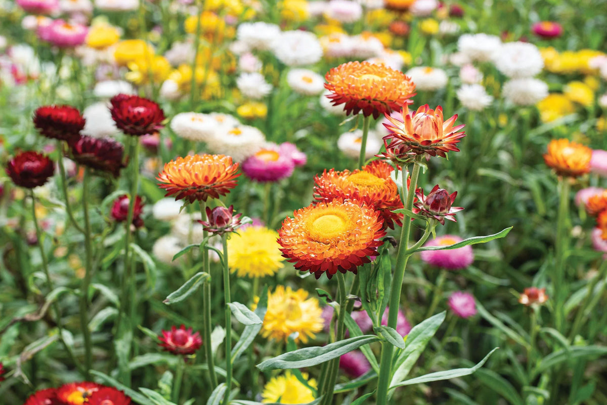 Swiss Giant Mix Strawflower Seeds | Helichrysum bracteatum | Heat-Tolerant Cut & Dried Flowers