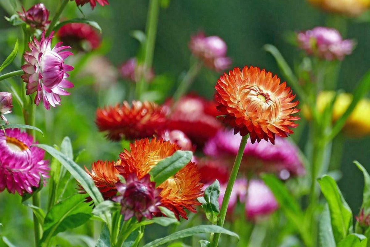 Swiss Giant Mix Strawflower Seeds | Helichrysum bracteatum | Heat-Tolerant Cut & Dried Flowers