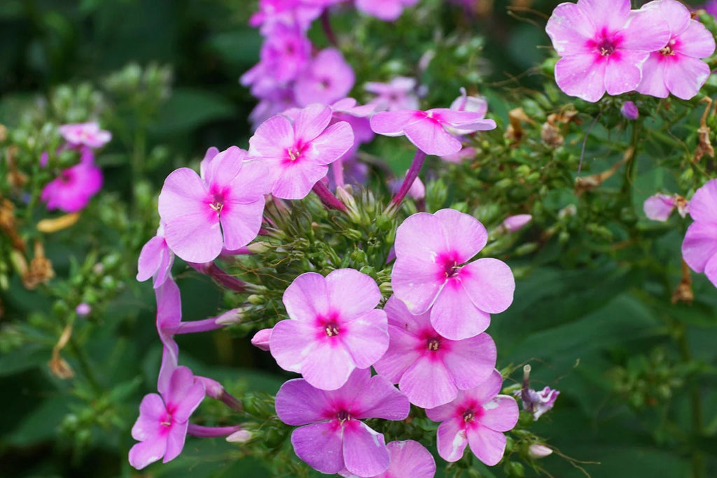 Brilliant Phlox Seeds - Pink with Dark Centers, Fragrant Annual, 80 Days