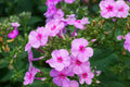 Brilliant Phlox Seeds - Pink with Dark Centers, Fragrant Annual, 80 Days