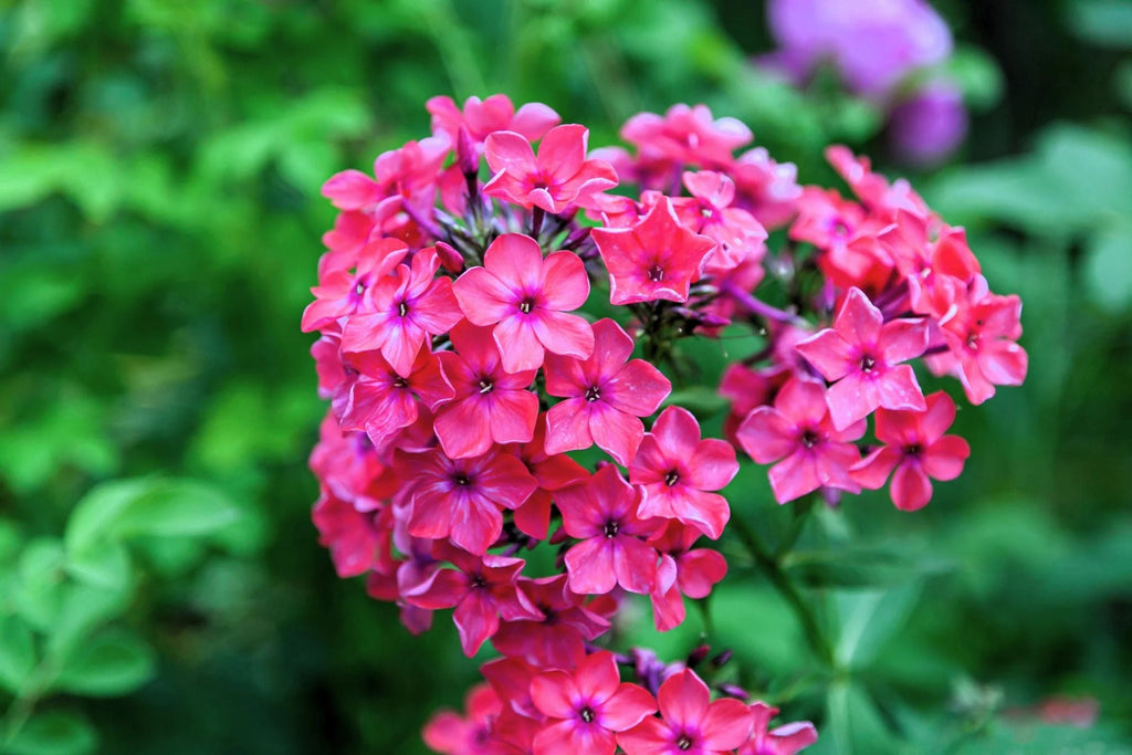 Brilliant Phlox Seeds - Pink with Dark Centers, Fragrant Annual, 80 Days