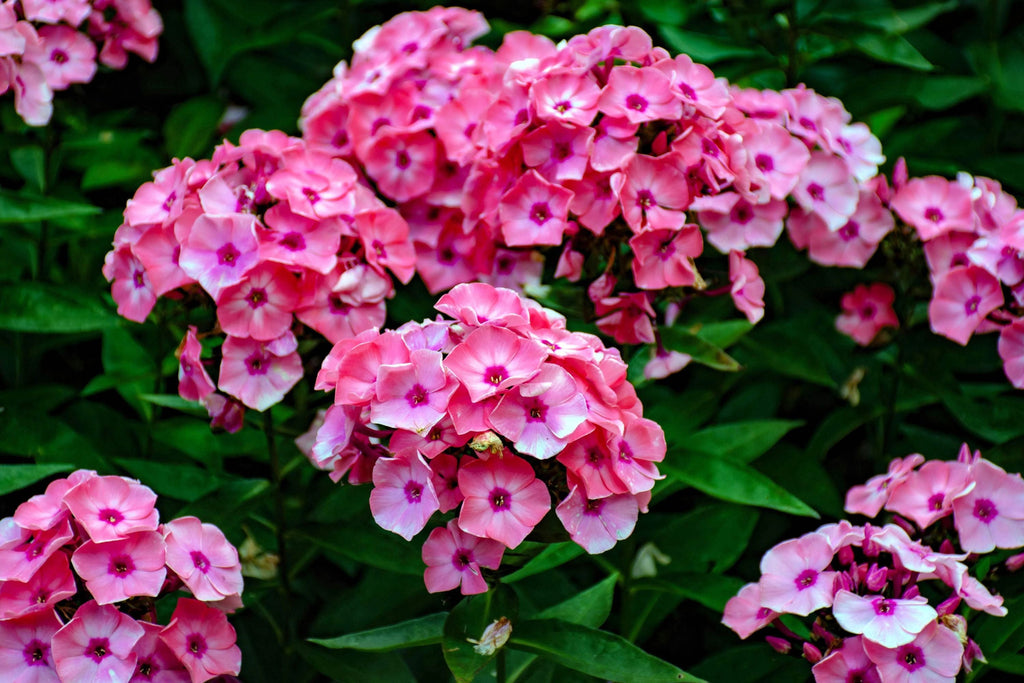 Brilliant Phlox Seeds - Pink with Dark Centers, Fragrant Annual, 80 Days