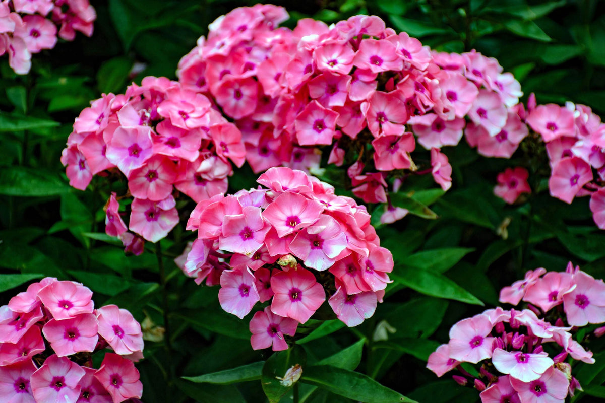 Brilliant Phlox Seeds - Pink with Dark Centers, Fragrant Annual, 80 Days