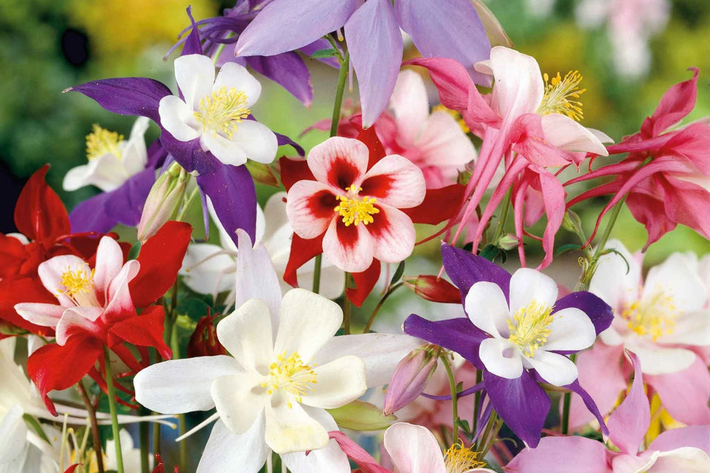 McKana Giant Mix Columbine Seeds - Perennial, 260 Days to Maturity, 24-32" Tall