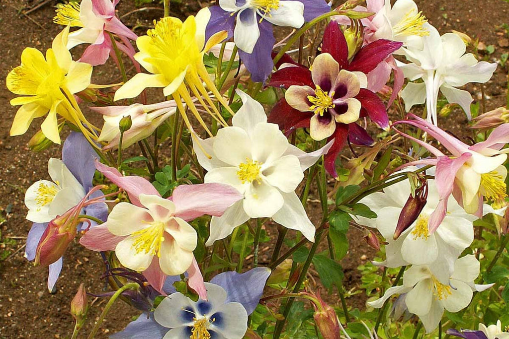 McKana Giant Mix Columbine Seeds - Perennial, 260 Days to Maturity, 24-32" Tall