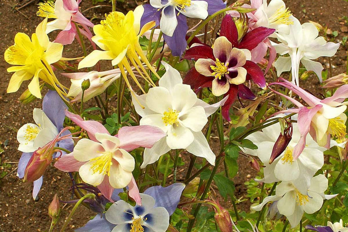 McKana Giant Mix Columbine Seeds - Perennial, 260 Days to Maturity, 24-32" Tall