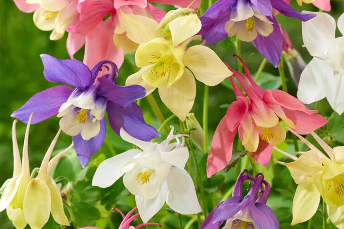 McKana Giant Mix Columbine Seeds - Perennial, 260 Days to Maturity, 24-32" Tall