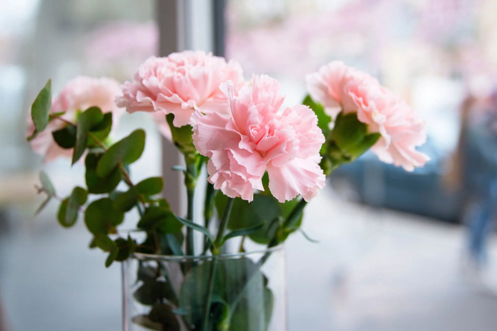 La France Carnation Seeds (Shell Pink) - Fragrant Double Blooms, 135 Days
