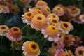 Zinderella Peach Zinnia Seeds - 100 Seeds | Double Dahlia-Like Blooms, Heat Tolerant, Cut Flower Garden
