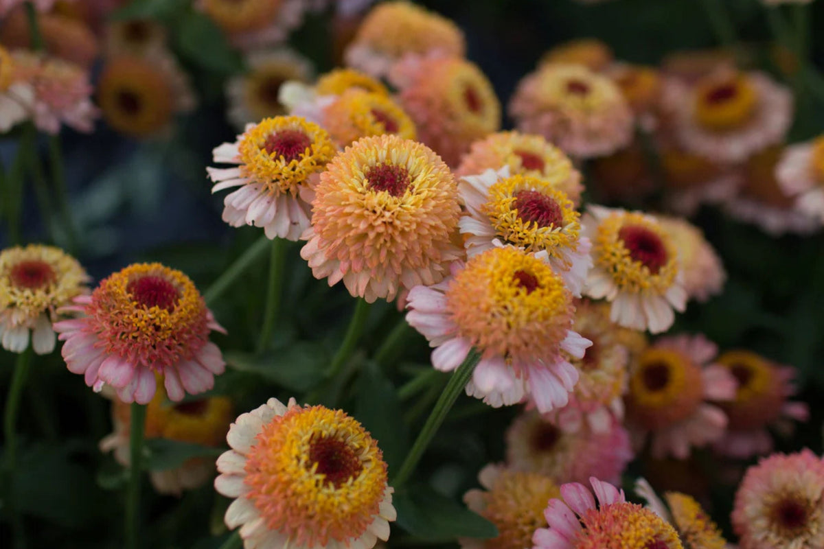 Zinderella Peach Zinnia Seeds - 100 Seeds | Double Dahlia-Like Blooms, Heat Tolerant, Cut Flower Garden