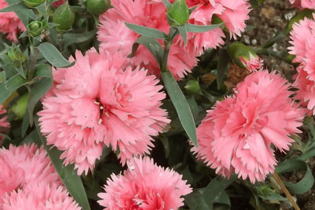 La France Carnation Seeds (Shell Pink) - Fragrant Double Blooms, 135 Days