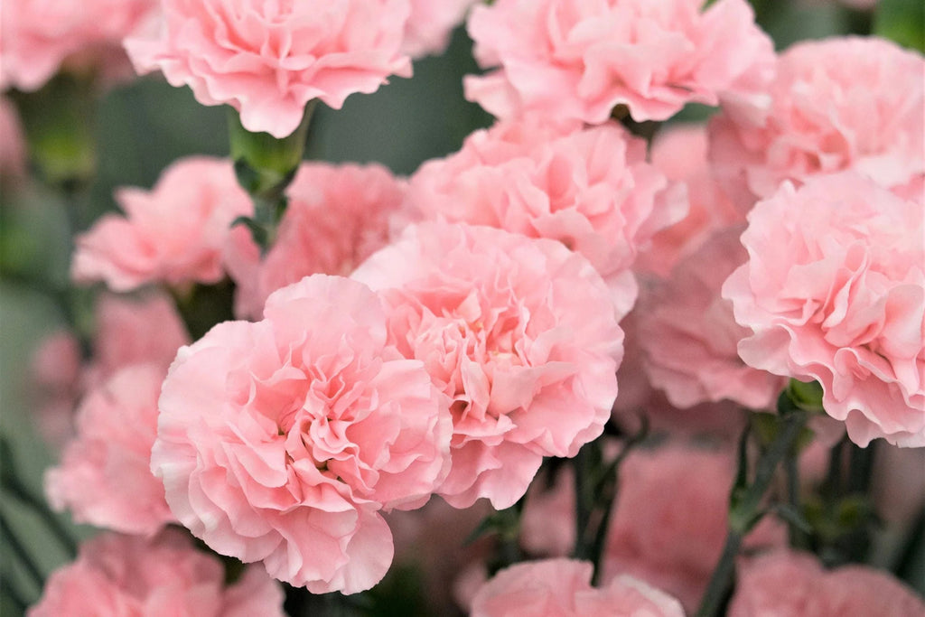 La France Carnation Seeds (Shell Pink) - Fragrant Double Blooms, 135 Days