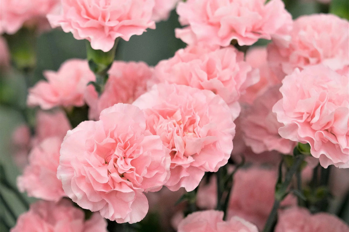 La France Carnation Seeds (Shell Pink) - Fragrant Double Blooms, 135 Days