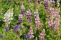 Pixie Delight Lupine Seeds - Lupinus Hartwegii, 93 Days, 12-16 in Tall, Blue White Pink Purple