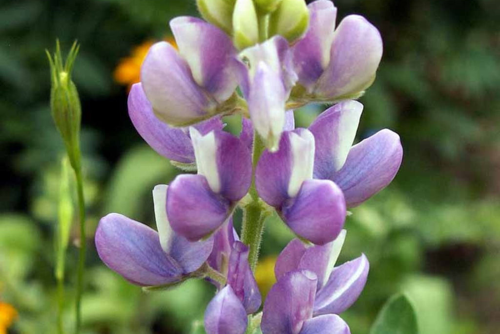 Pixie Delight Lupine Seeds - Lupinus Hartwegii, 93 Days, 12-16 in Tall, Blue White Pink Purple