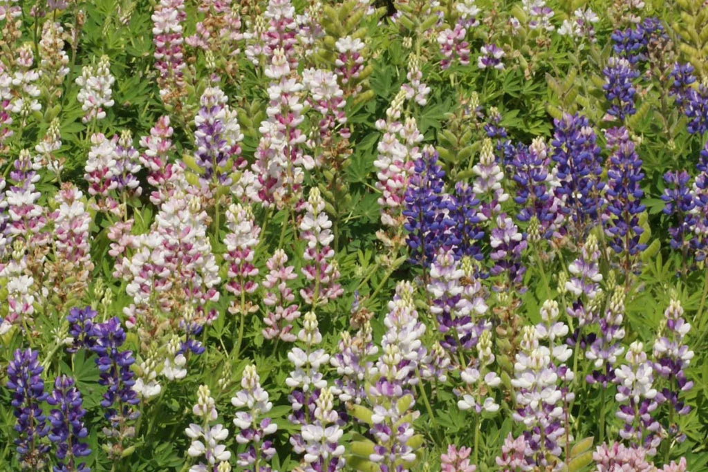 Pixie Delight Lupine Seeds - Lupinus Hartwegii, 93 Days, 12-16 in Tall, Blue White Pink Purple
