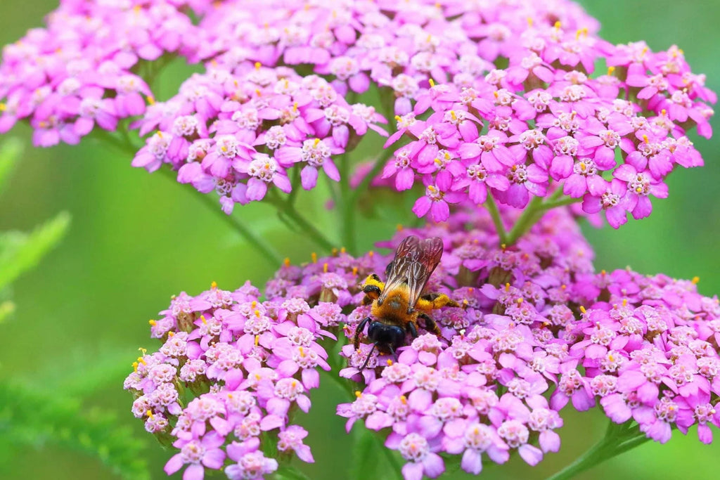 Cerise Queen Yarrow Seeds | Achillea millefolium | Pink Blooms, Drought-Tolerant, Pollinator-Attracting