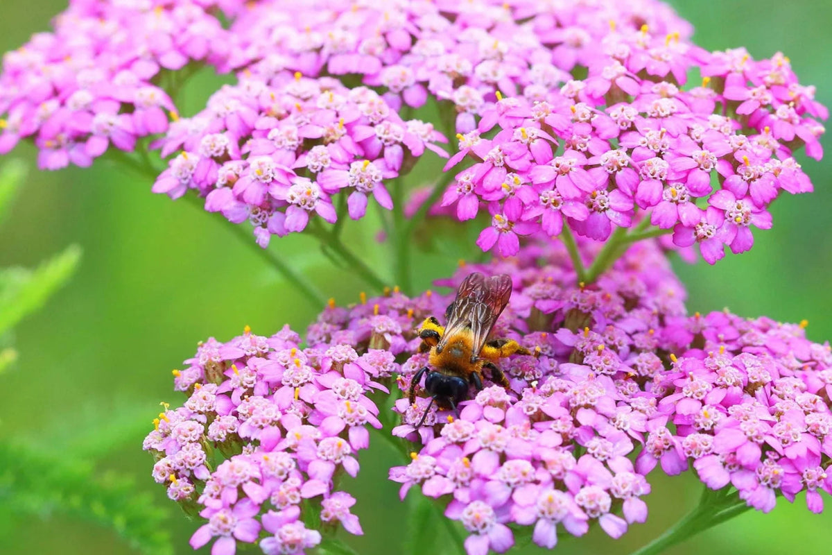 Cerise Queen Yarrow Seeds | Achillea millefolium | Pink Blooms, Drought-Tolerant, Pollinator-Attracting