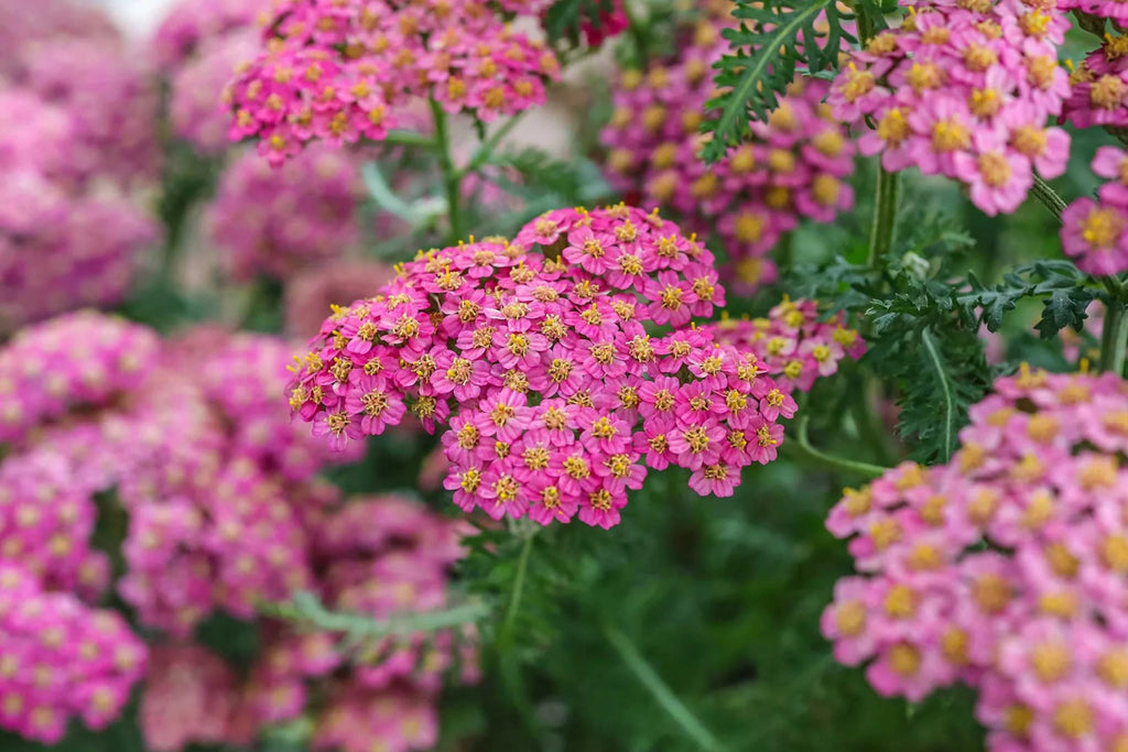 Cerise Queen Yarrow Seeds | Achillea millefolium | Pink Blooms, Drought-Tolerant, Pollinator-Attracting