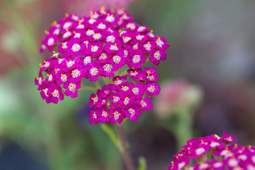 Cerise Queen Yarrow Seeds | Achillea millefolium | Pink Blooms, Drought-Tolerant, Pollinator-Attracting