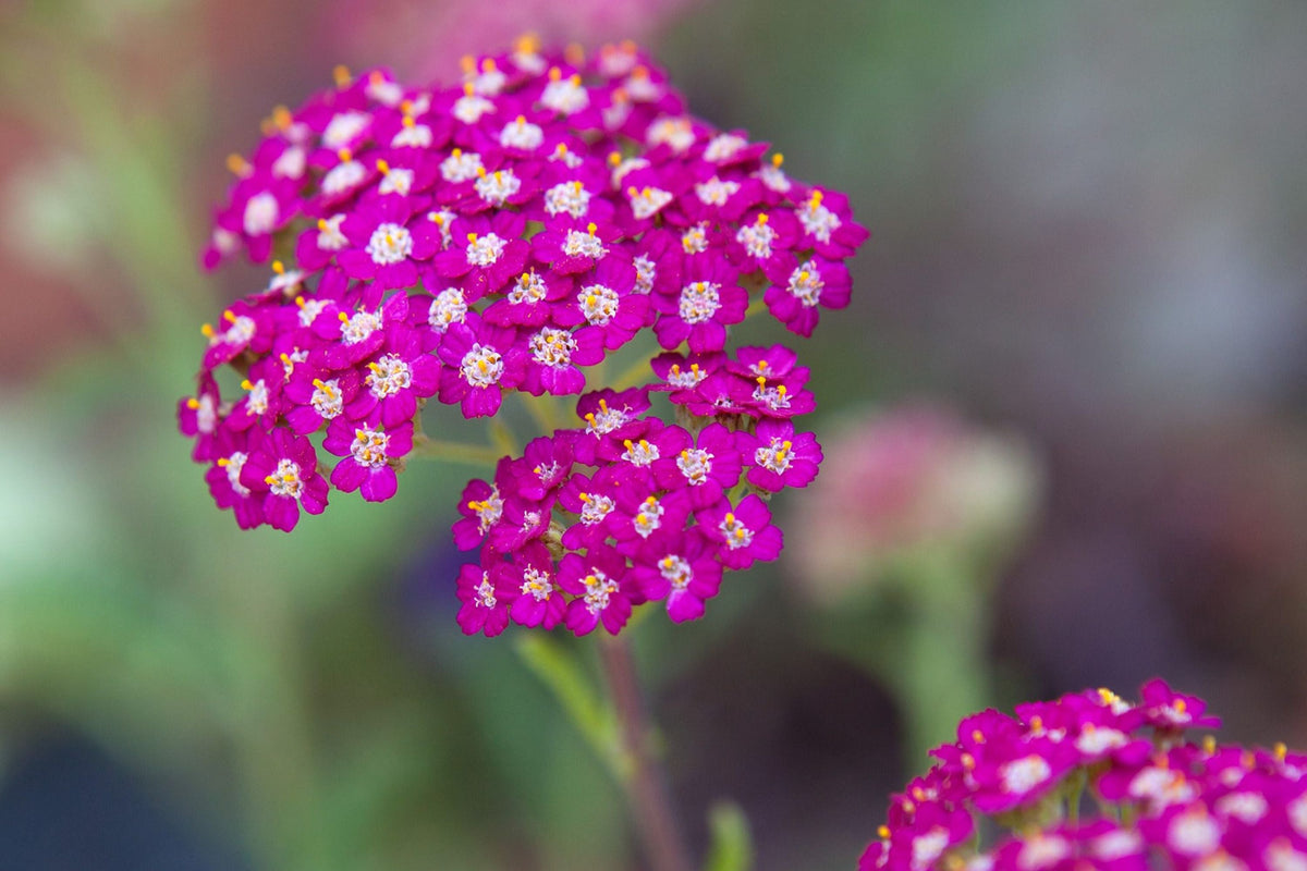 Cerise Queen Yarrow Seeds | Achillea millefolium | Pink Blooms, Drought-Tolerant, Pollinator-Attracting