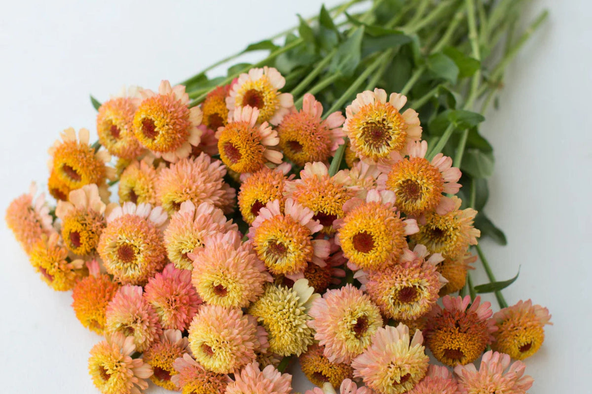 Zinderella Peach Zinnia Seeds - 100 Seeds | Double Dahlia-Like Blooms, Heat Tolerant, Cut Flower Garden