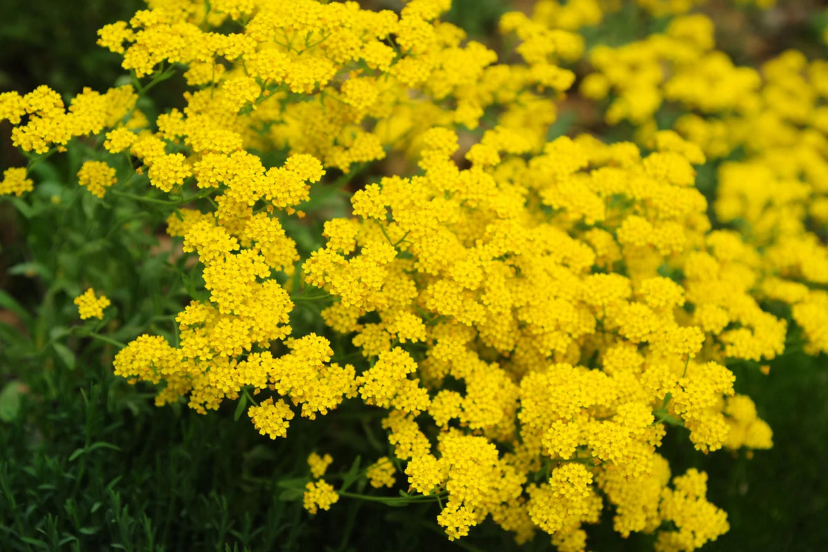 Basket Of Gold Alyssum Seeds (Aurinia saxatile) - Groundcover, Golden Yellow Blooms, 8-12 in, Zones 3-9