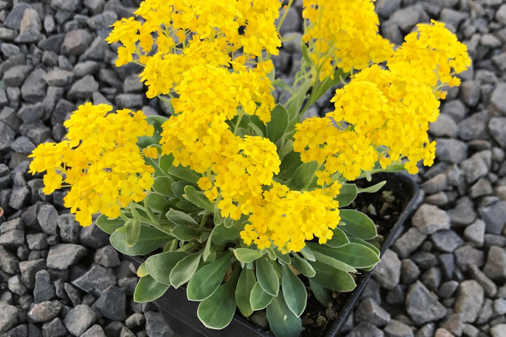 Basket Of Gold Alyssum Seeds (Aurinia saxatile) - Groundcover, Golden Yellow Blooms, 8-12 in, Zones 3-9