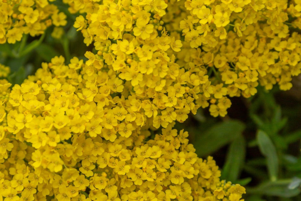 Basket Of Gold Alyssum Seeds (Aurinia saxatile) - Groundcover, Golden Yellow Blooms, 8-12 in, Zones 3-9