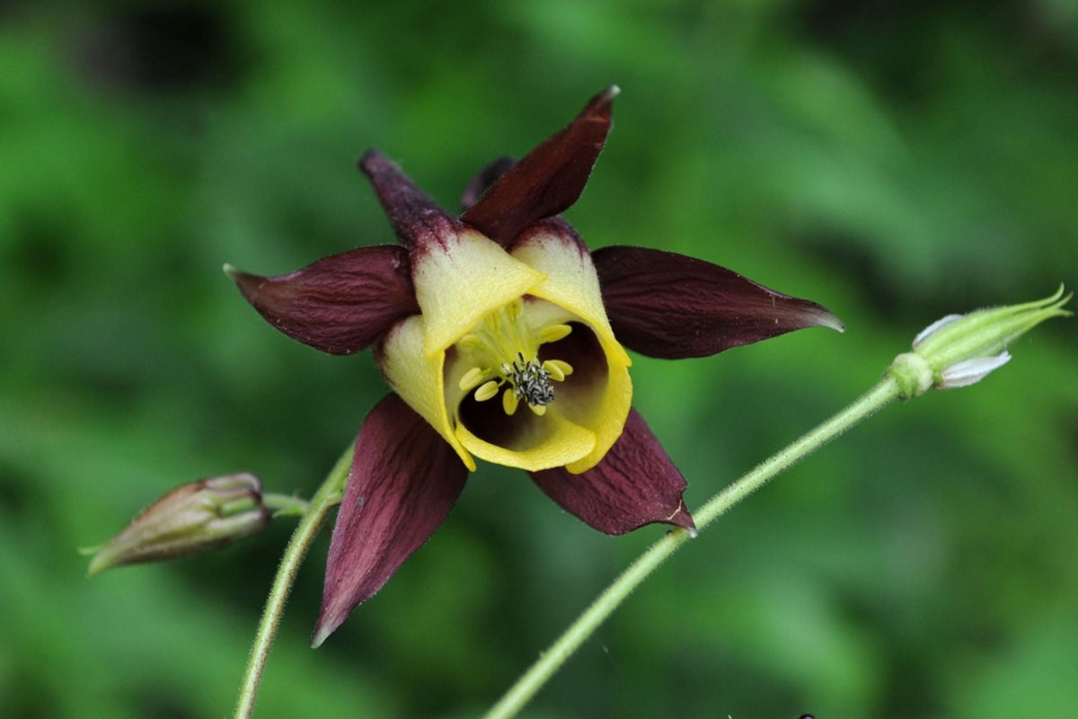 Oriental Columbine Seeds Aquilegia oxysepala - Plum & Yellow Blooms, 24-36 in, Zones 3-9