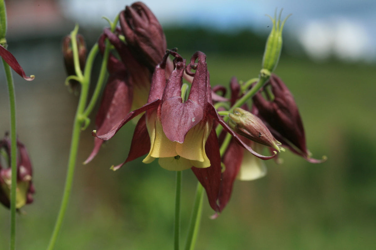 Oriental Columbine Seeds Aquilegia oxysepala - Plum & Yellow Blooms, 24-36 in, Zones 3-9
