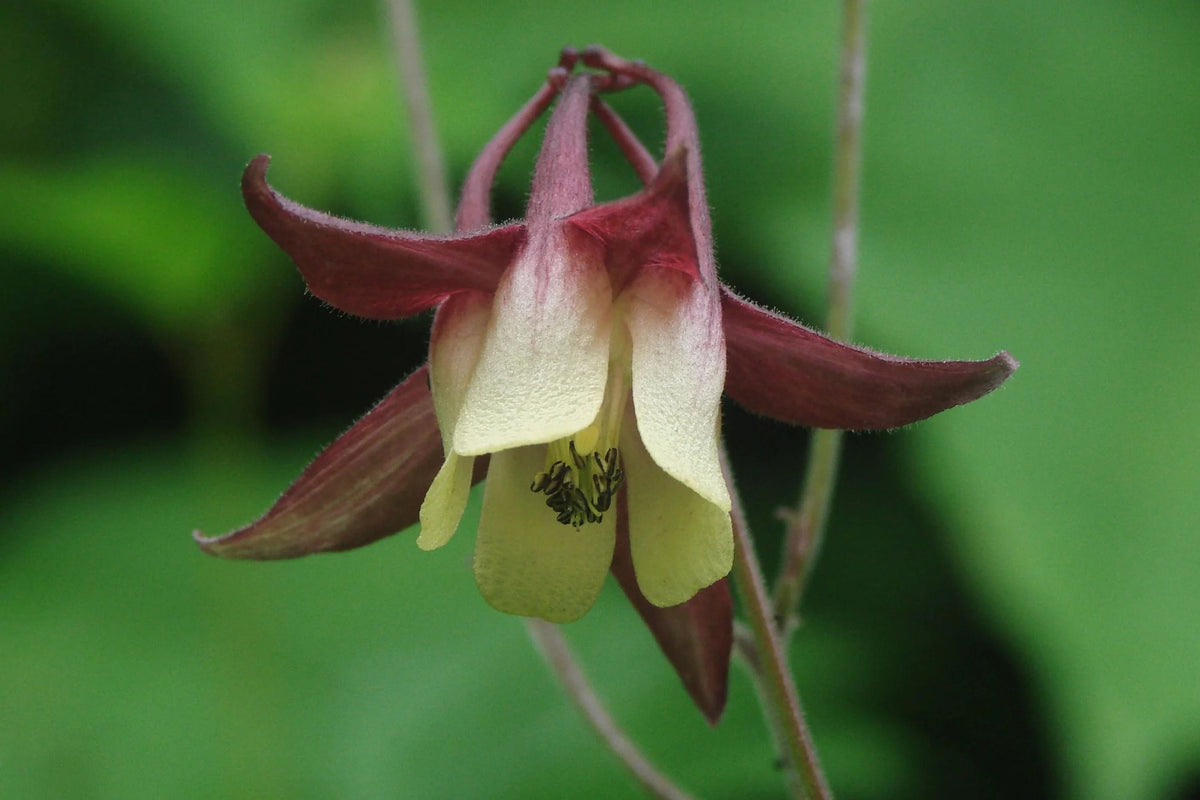 Oriental Columbine Seeds Aquilegia oxysepala - Plum & Yellow Blooms, 24-36 in, Zones 3-9