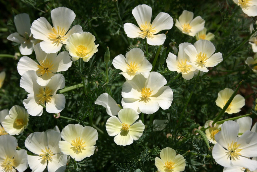 White Linen California Poppy Seeds (Eschscholzia californica) - 10-15" tall, White Blooms, Non-GMO