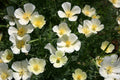 White Linen California Poppy Seeds (Eschscholzia californica) - 10-15" tall, White Blooms, Non-GMO