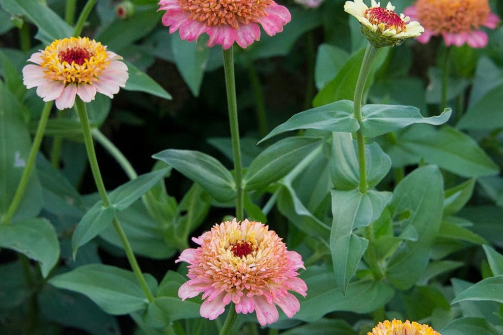 Zinderella Peach Zinnia Seeds - 100 Seeds | Double Dahlia-Like Blooms, Heat Tolerant, Cut Flower Garden