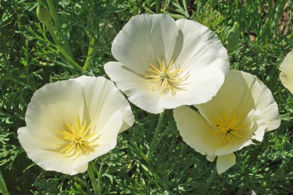 White Linen California Poppy Seeds (Eschscholzia californica) - 10-15" tall, White Blooms, Non-GMO