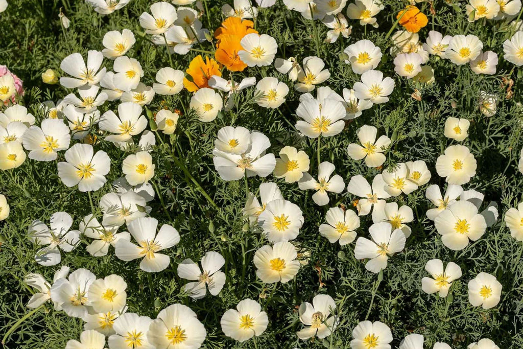 White Linen California Poppy Seeds (Eschscholzia californica) - 10-15" tall, White Blooms, Non-GMO