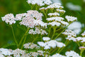 White Yarrow Seeds - Achillea millefolium, 12-36 Inches, Fragrant White Blooms, Drought-Tolerant, Non-GMO, Zones 3-9