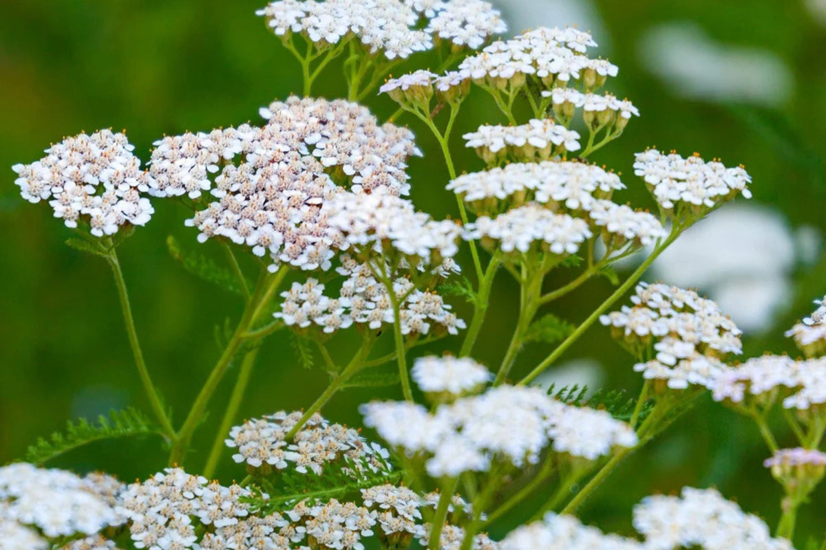 White Yarrow Seeds - Achillea millefolium, 12-36 Inches, Fragrant White Blooms, Drought-Tolerant, Non-GMO, Zones 3-9