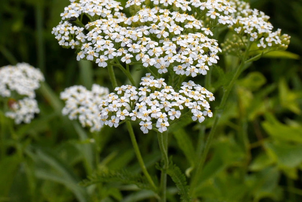 White Yarrow Seeds - Achillea millefolium, 12-36 Inches, Fragrant White Blooms, Drought-Tolerant, Non-GMO, Zones 3-9