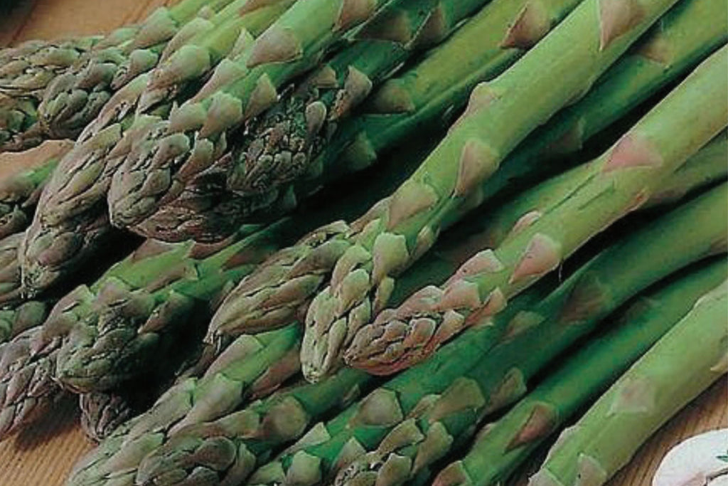 Asparagus Mary Washington Seeds - 1g Heirloom Non-GMO Perennial Vegetable