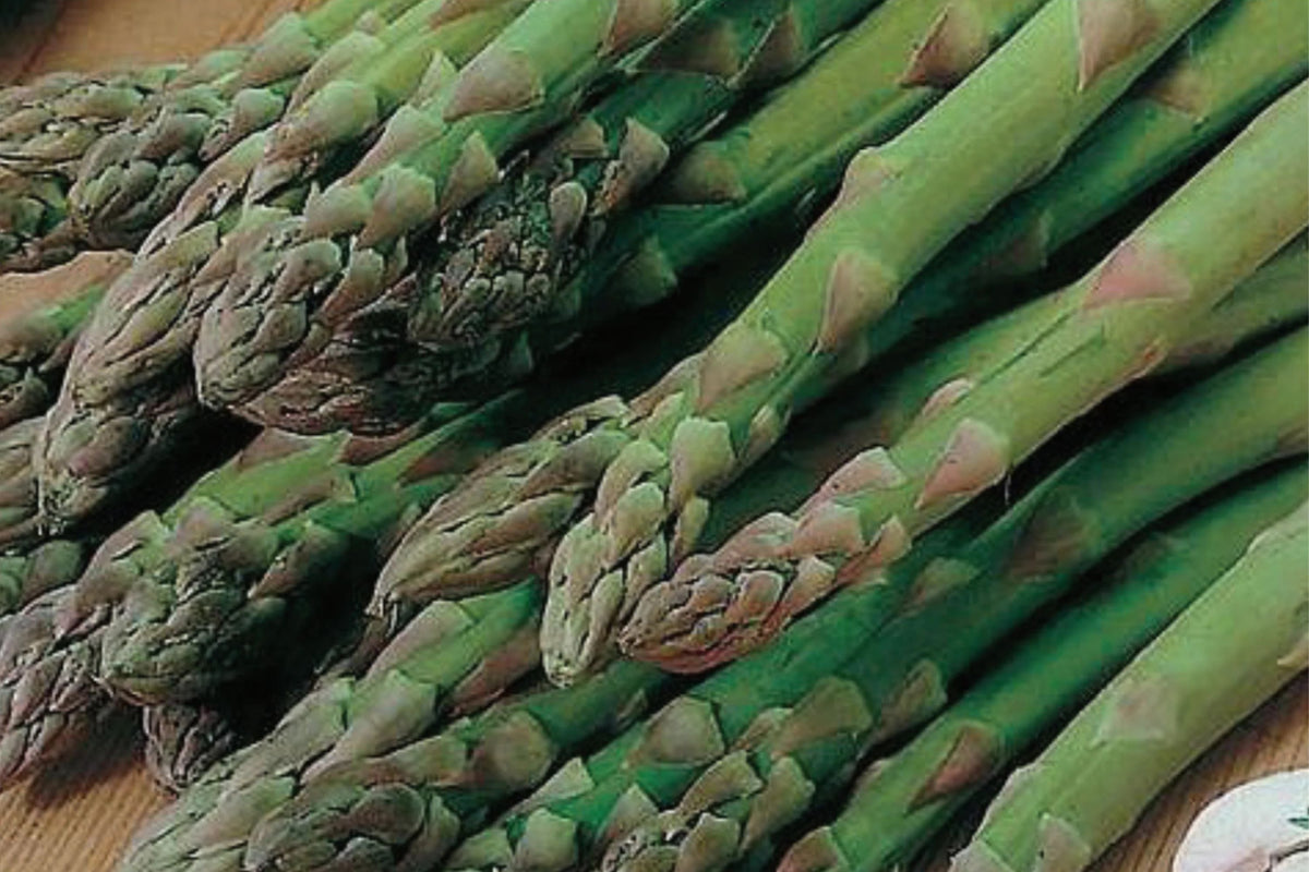 Asparagus Mary Washington Seeds - 1g Heirloom Non-GMO Perennial Vegetable