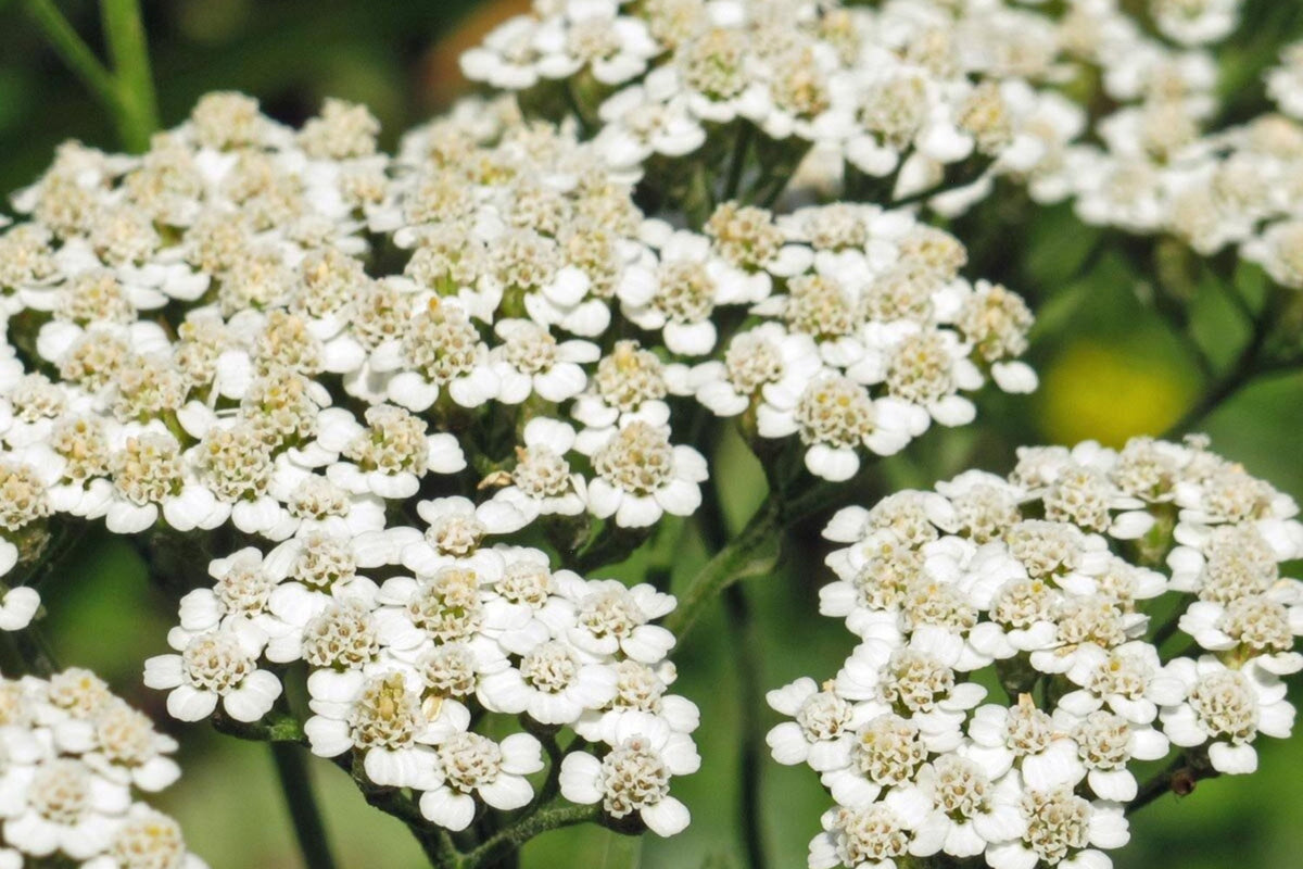 White Yarrow Seeds - Achillea millefolium, 12-36 Inches, Fragrant White Blooms, Drought-Tolerant, Non-GMO, Zones 3-9